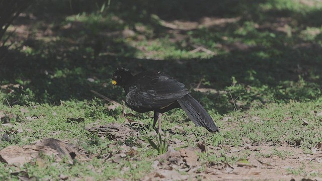 Bare-faced Curassow - ML465335791