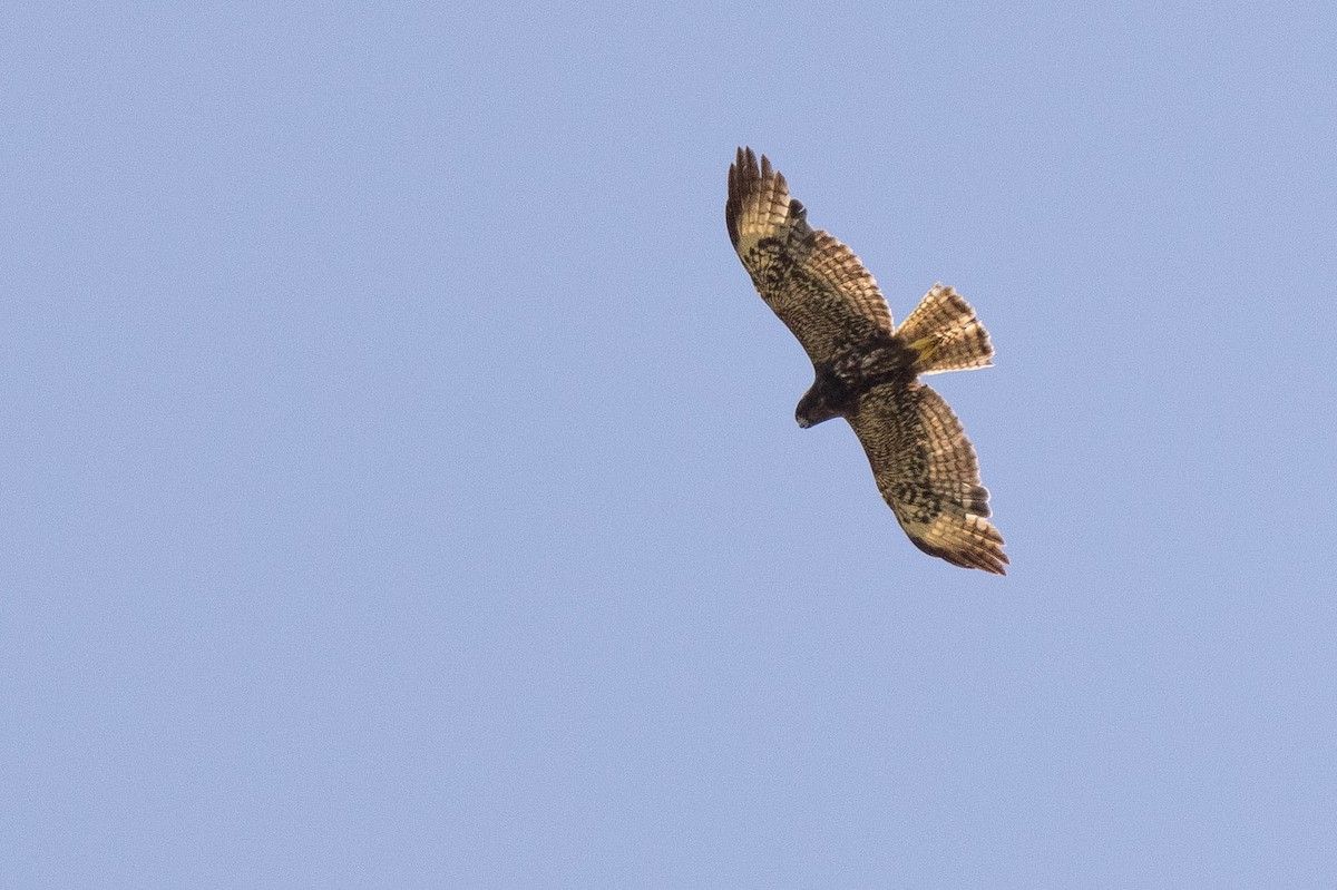 Short-tailed Hawk - ML465339651