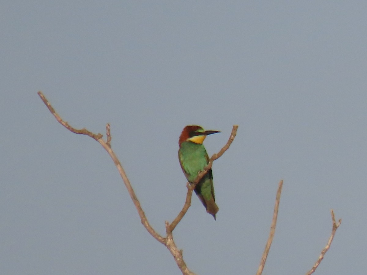European Bee-eater - ML465349701
