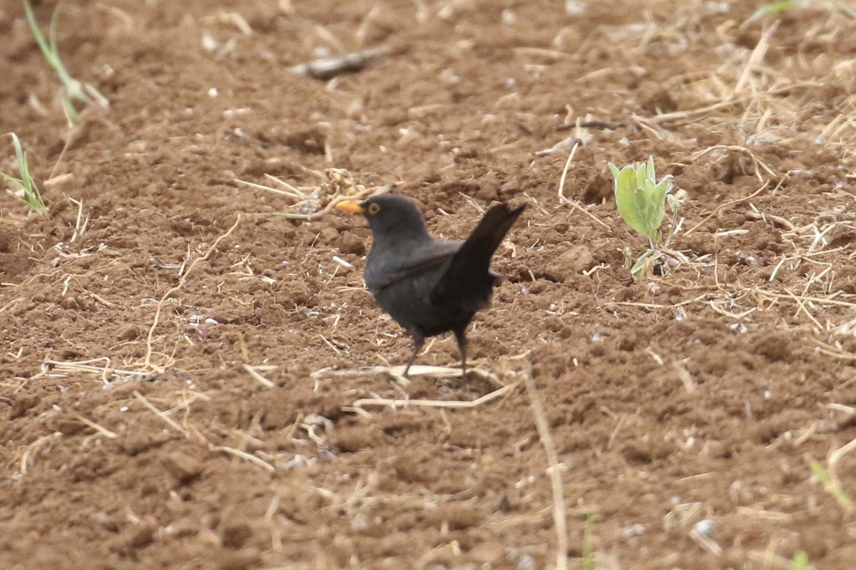 Eurasian Blackbird - ML465358671