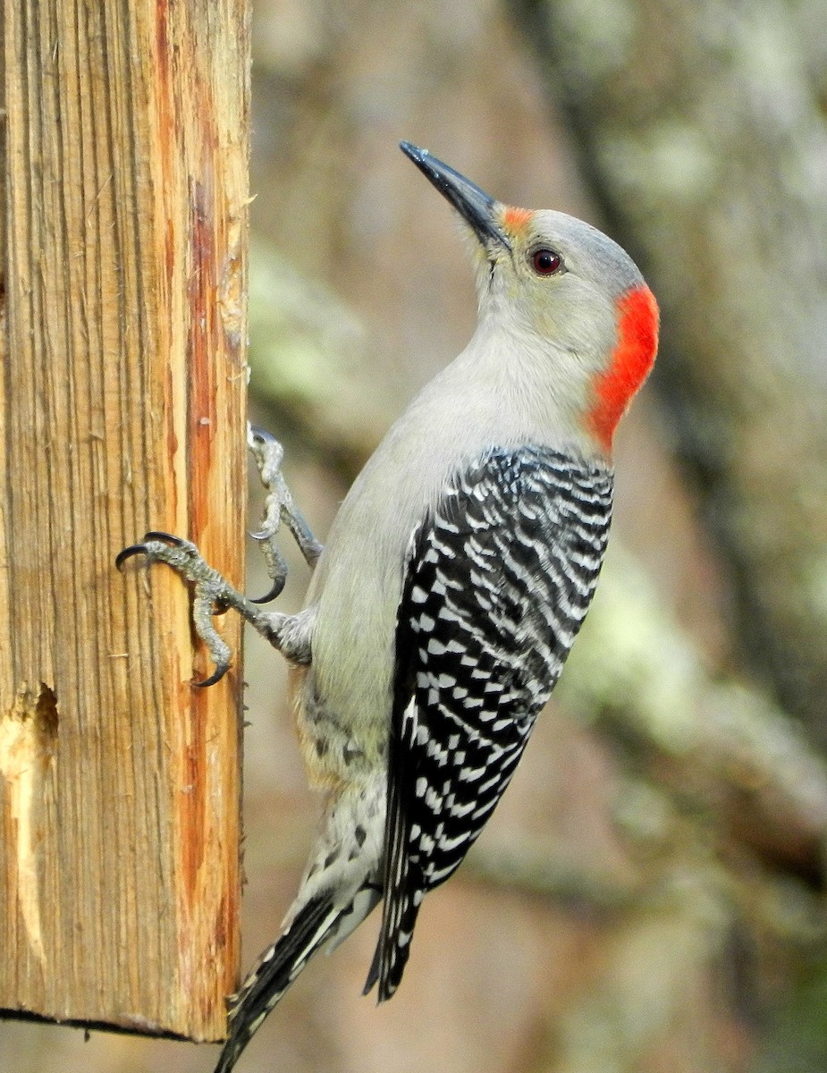 Red-bellied Woodpecker - Bruce Marshall