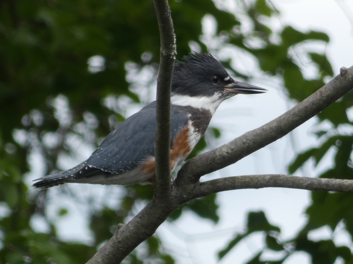 Belted Kingfisher - ML465360361