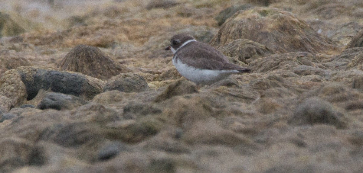 Semipalmated Plover - ML465368941