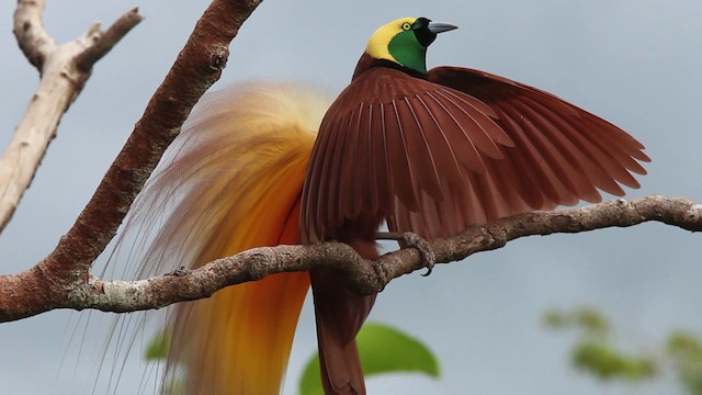 Greater Bird-of-Paradise - ML465369