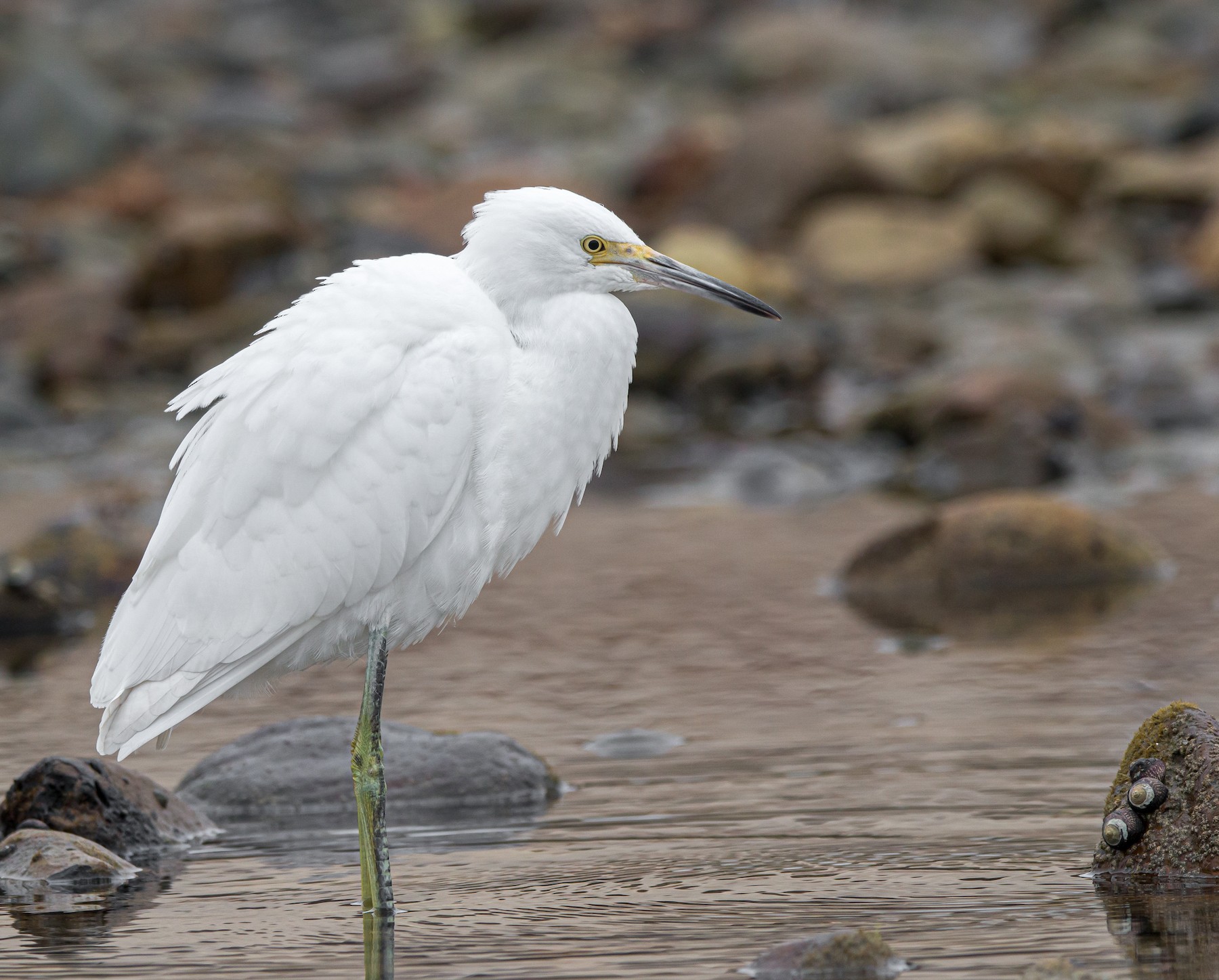 juvenile-snowy-egrets-vs-juv-little-blue-herons-help-me-identify-a