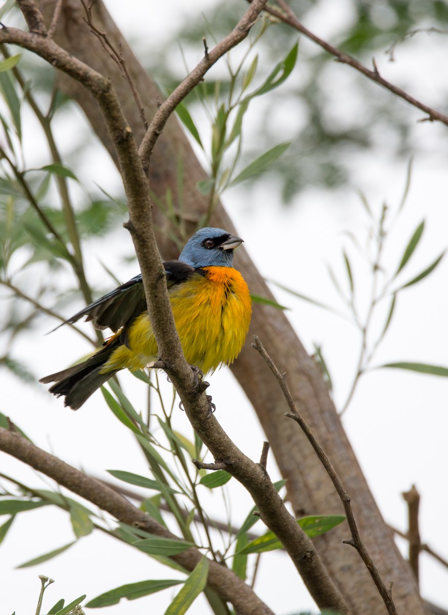 Blue-and-yellow Tanager - Mariano  Ordoñez