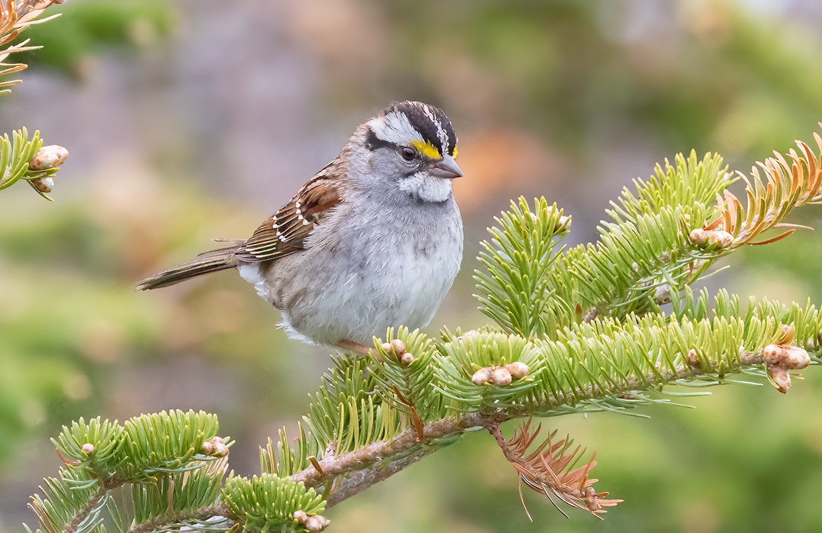 White-throated Sparrow - ML465376341