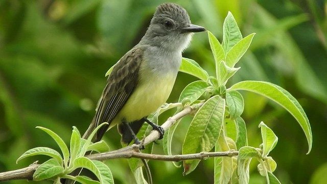 Sooty-crowned Flycatcher - ML465377951
