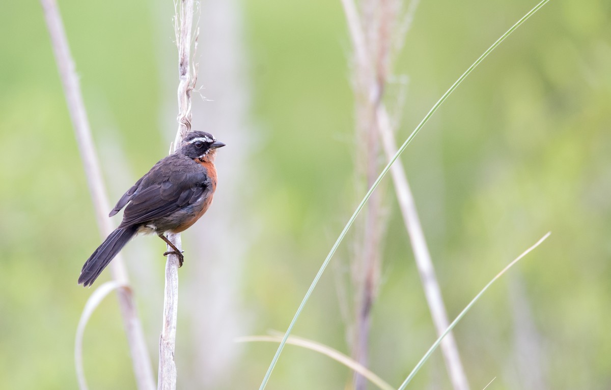 Black-and-rufous Warbling Finch - ML46537891