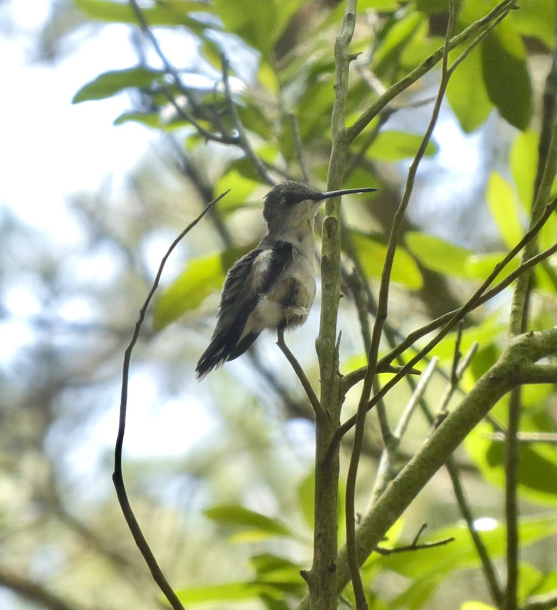 Ruby-throated Hummingbird - ML465381211