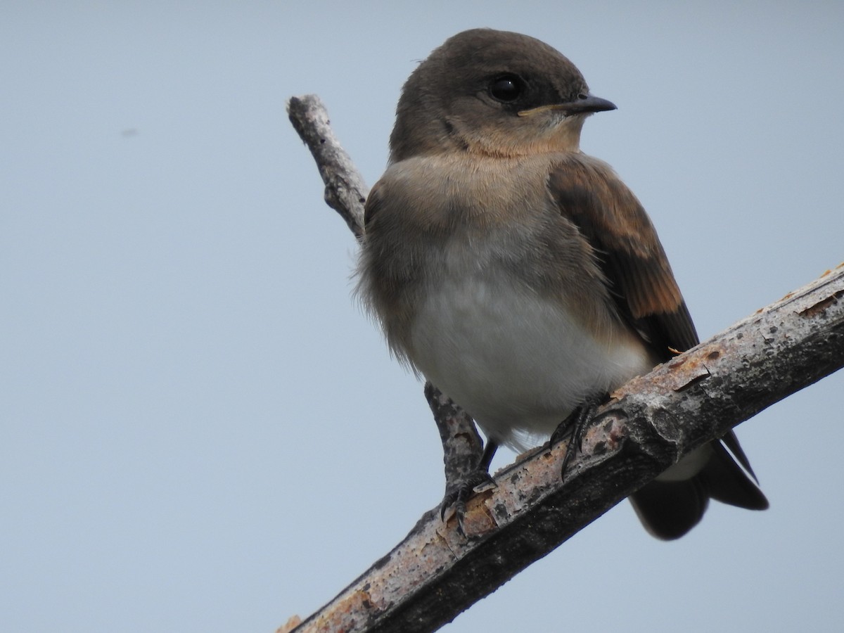 Northern Rough-winged Swallow - ML465381491