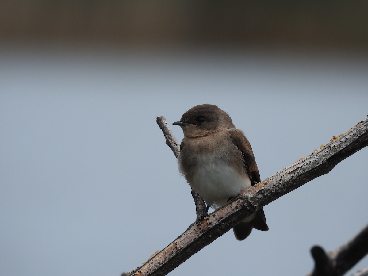 Northern Rough-winged Swallow - ML465381591