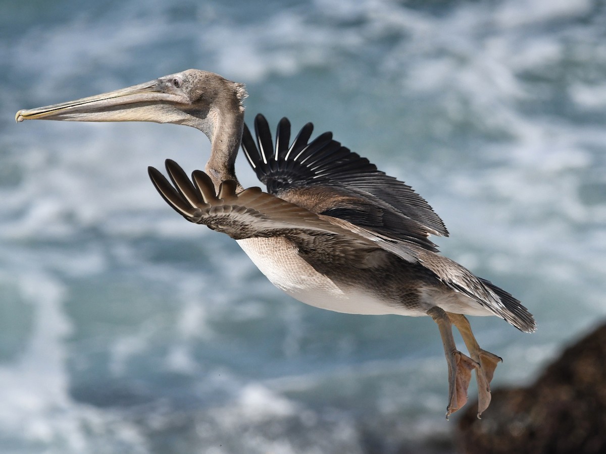 pelikán hnědý (ssp. californicus) - ML465384141
