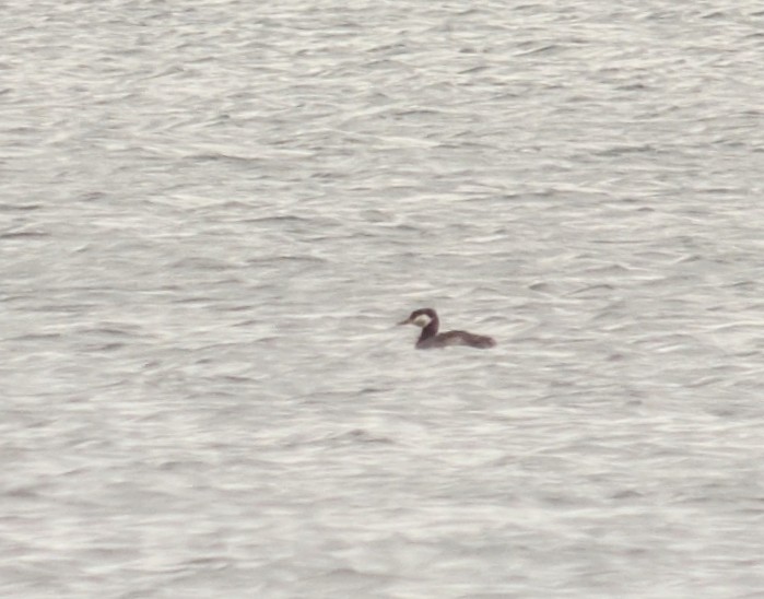 Red-necked Grebe - ML465384721