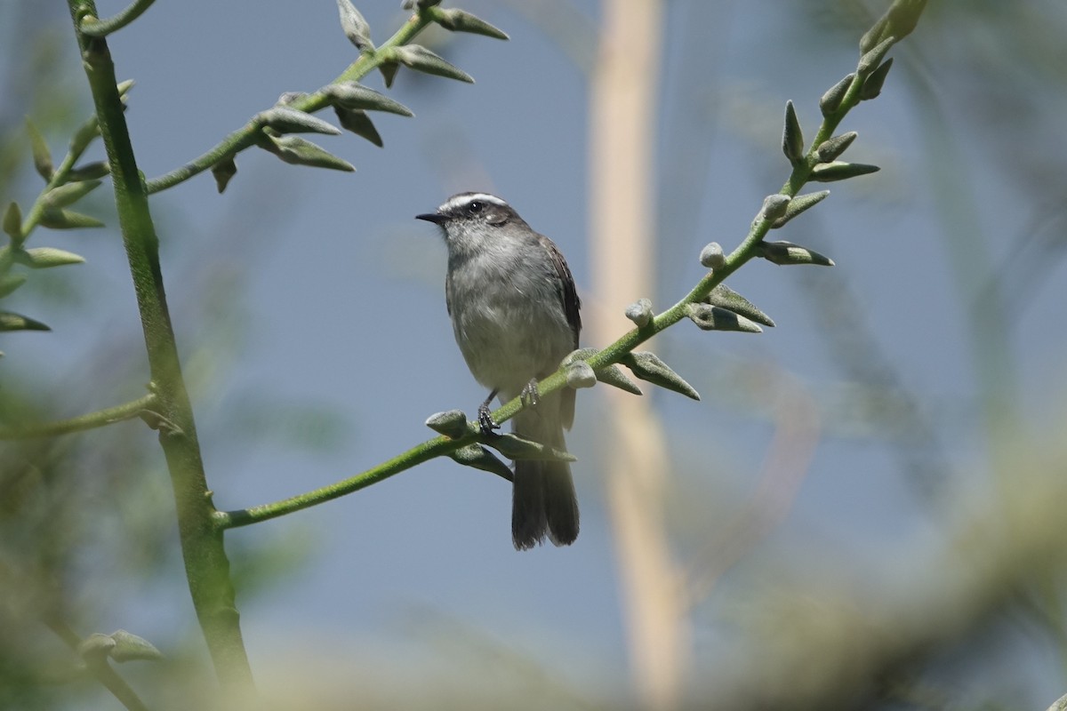 White-browed Chat-Tyrant - ML465393191