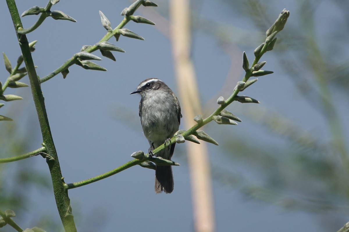 White-browed Chat-Tyrant - ML465393201