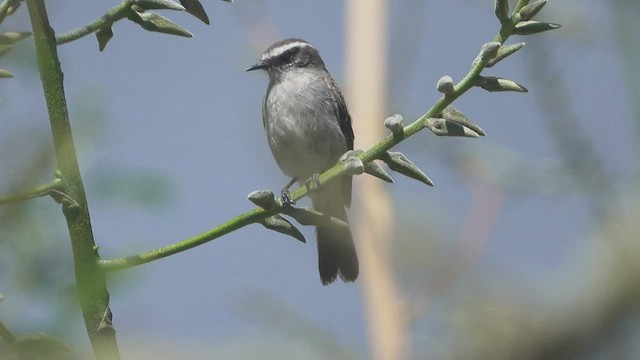 White-browed Chat-Tyrant - ML465393521