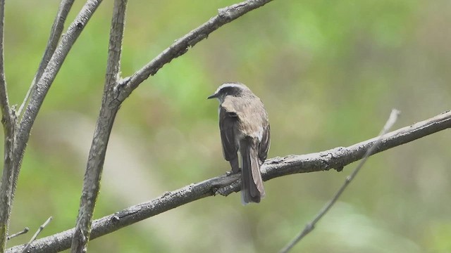 White-browed Chat-Tyrant - ML465393691