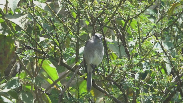 White-browed Chat-Tyrant - ML465393921