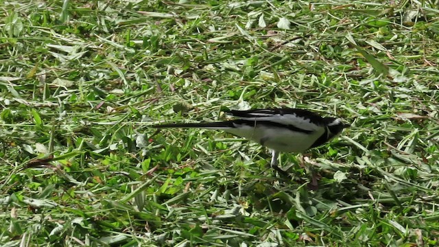 African Pied Wagtail - ML465397771