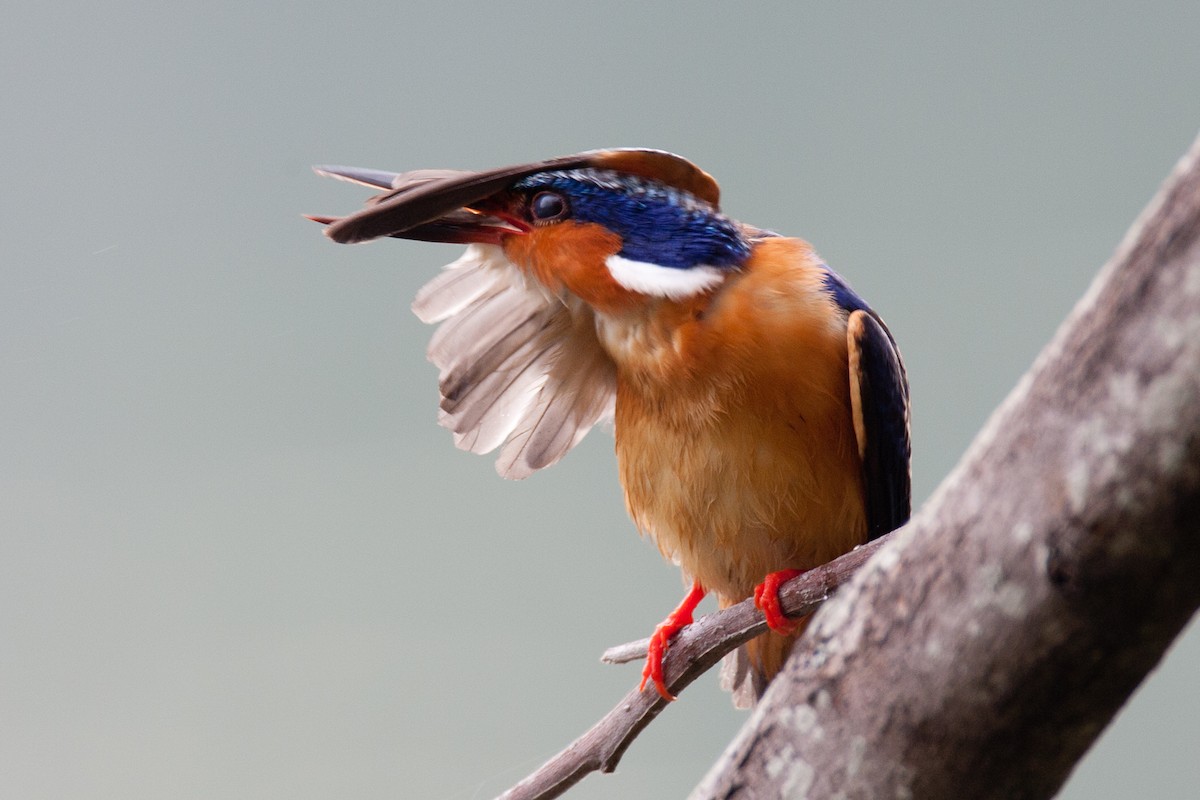 Malagasy Kingfisher - ML46539791