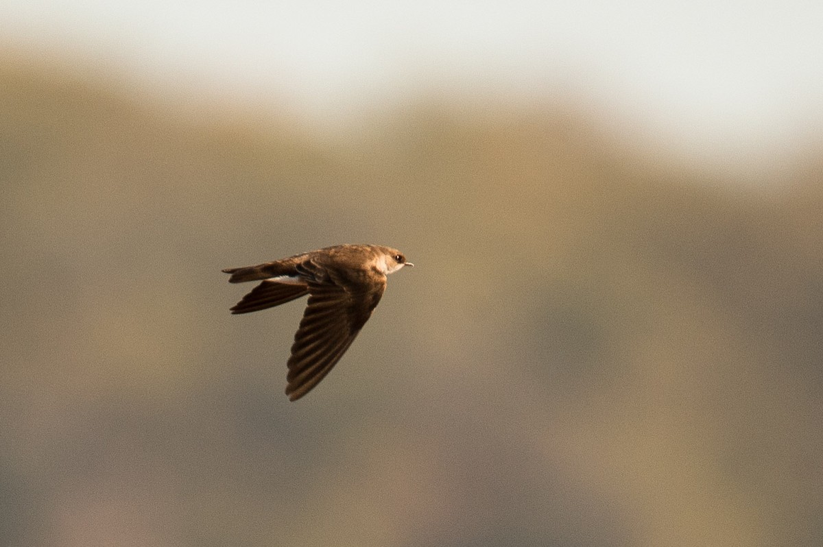 Northern Rough-winged Swallow - Antonio Martinez Hirtz