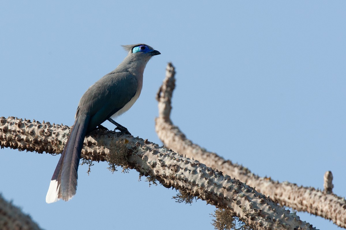 Crested Coua - Robert Lewis