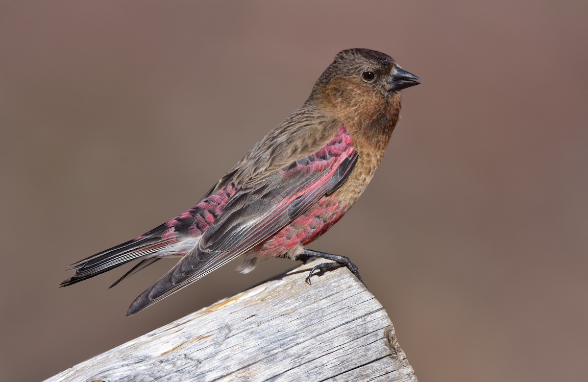 Brown-capped Rosy-Finch - ML465407141