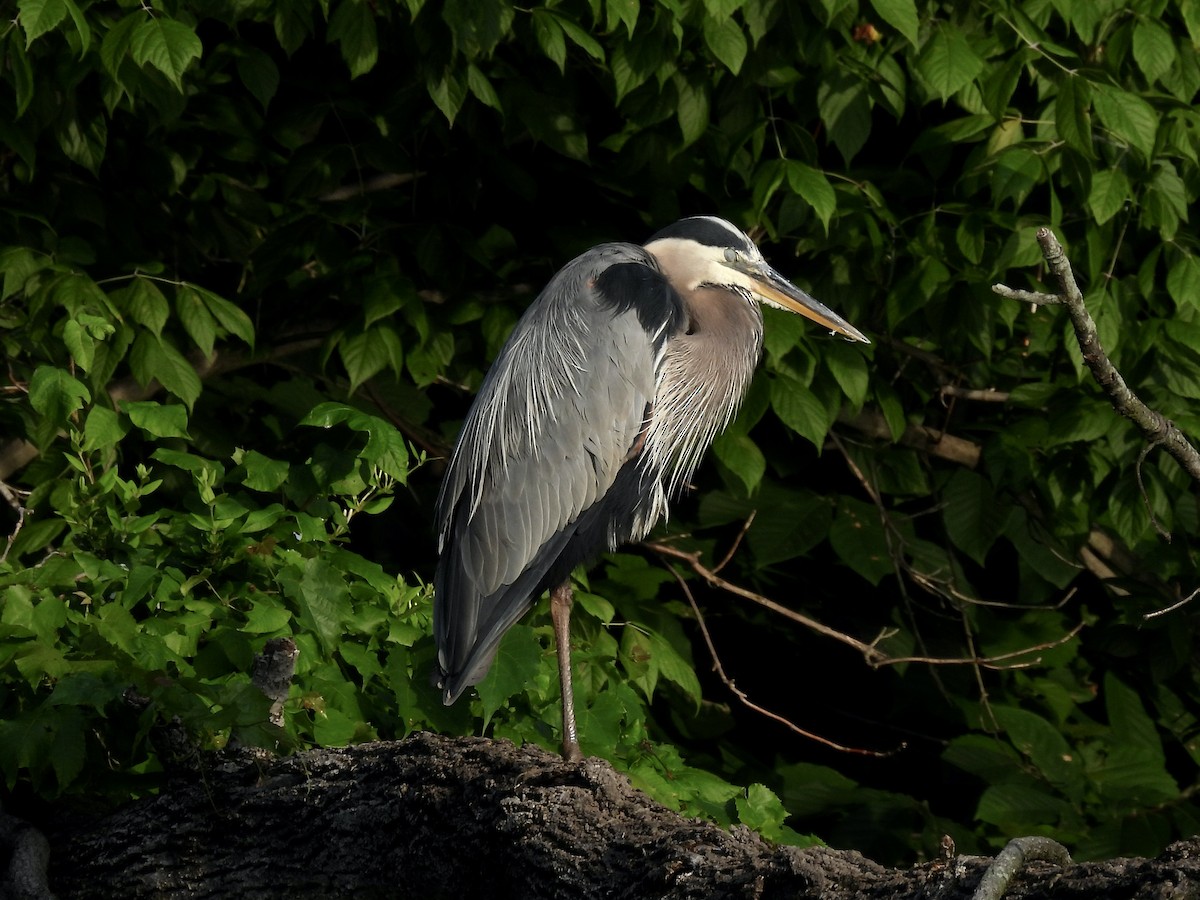 eBird Checklist - 6 Jul 2022 - Theodore Roosevelt Island - 43 species