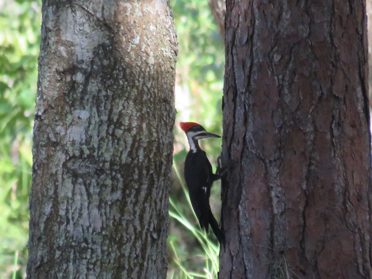 Pileated Woodpecker - shirley franey