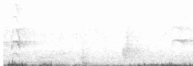 White-crested Tyrannulet (Sulphur-bellied) - ML46541251