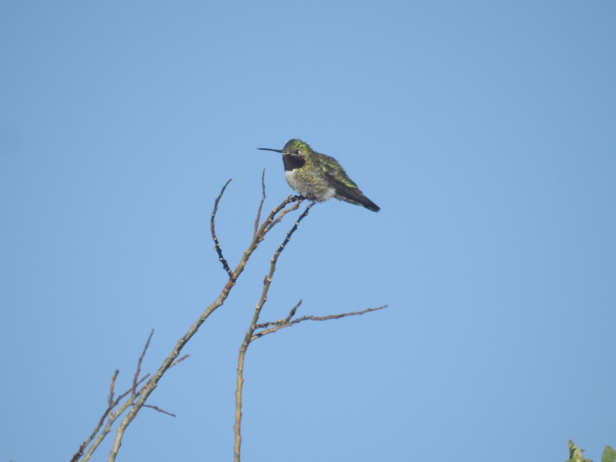 Broad-tailed Hummingbird - ML465413171