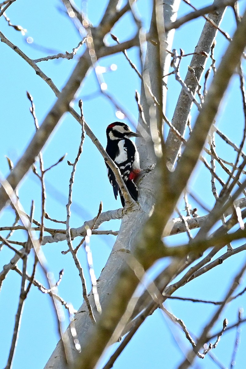 Great Spotted Woodpecker - Matteo Porfiri