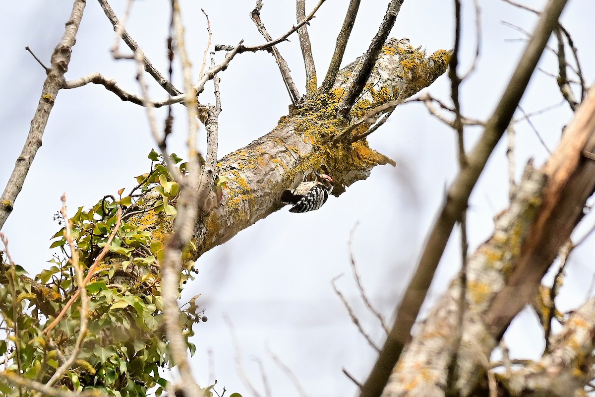 Lesser Spotted Woodpecker - Matteo Porfiri