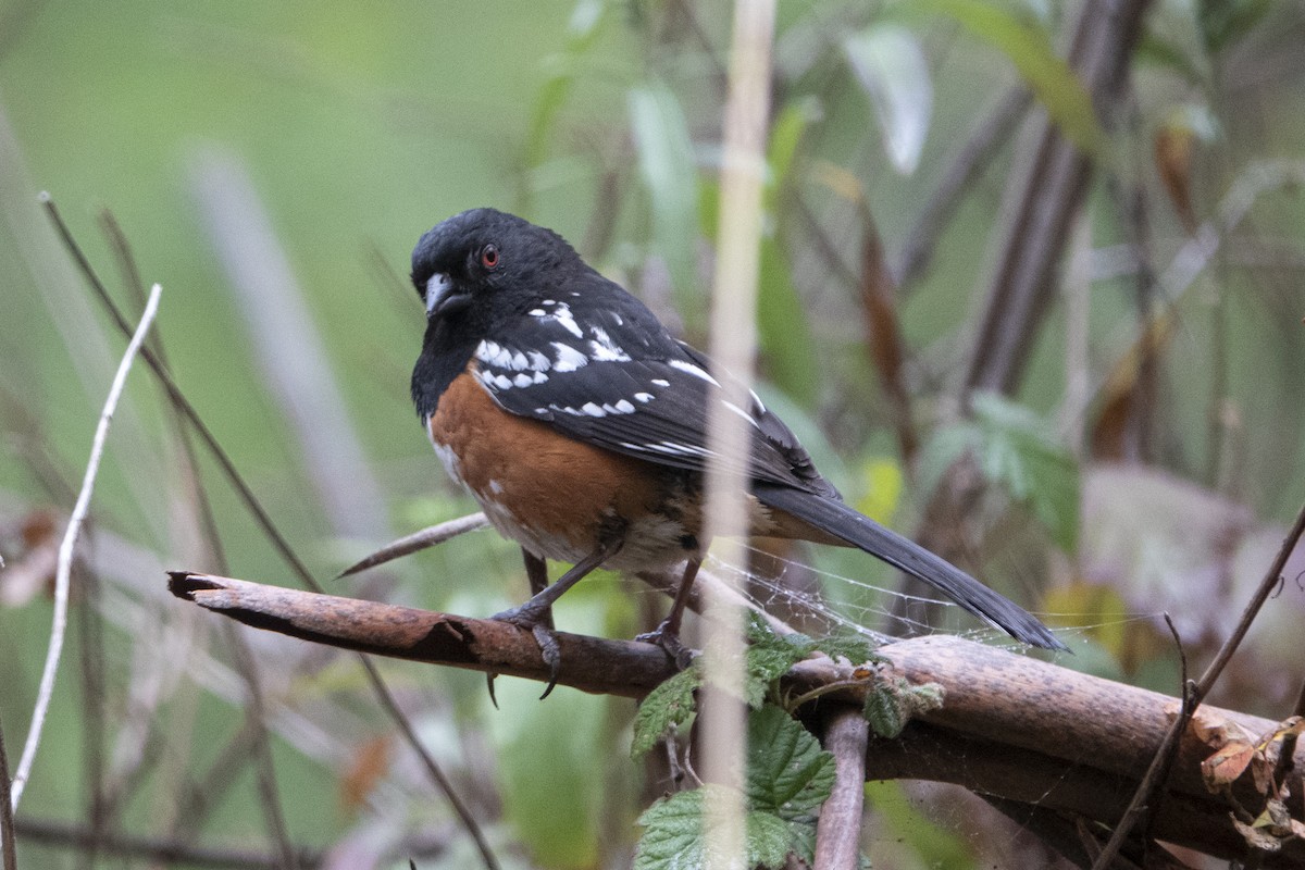 Spotted Towhee - ML465417401