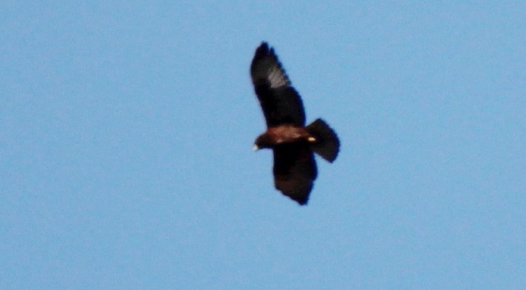 Short-tailed Hawk - ML46542191