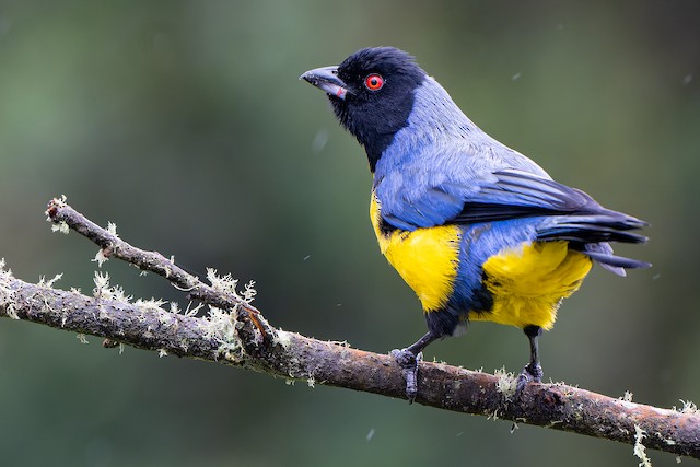 Hooded Mountain Tanager - eBird