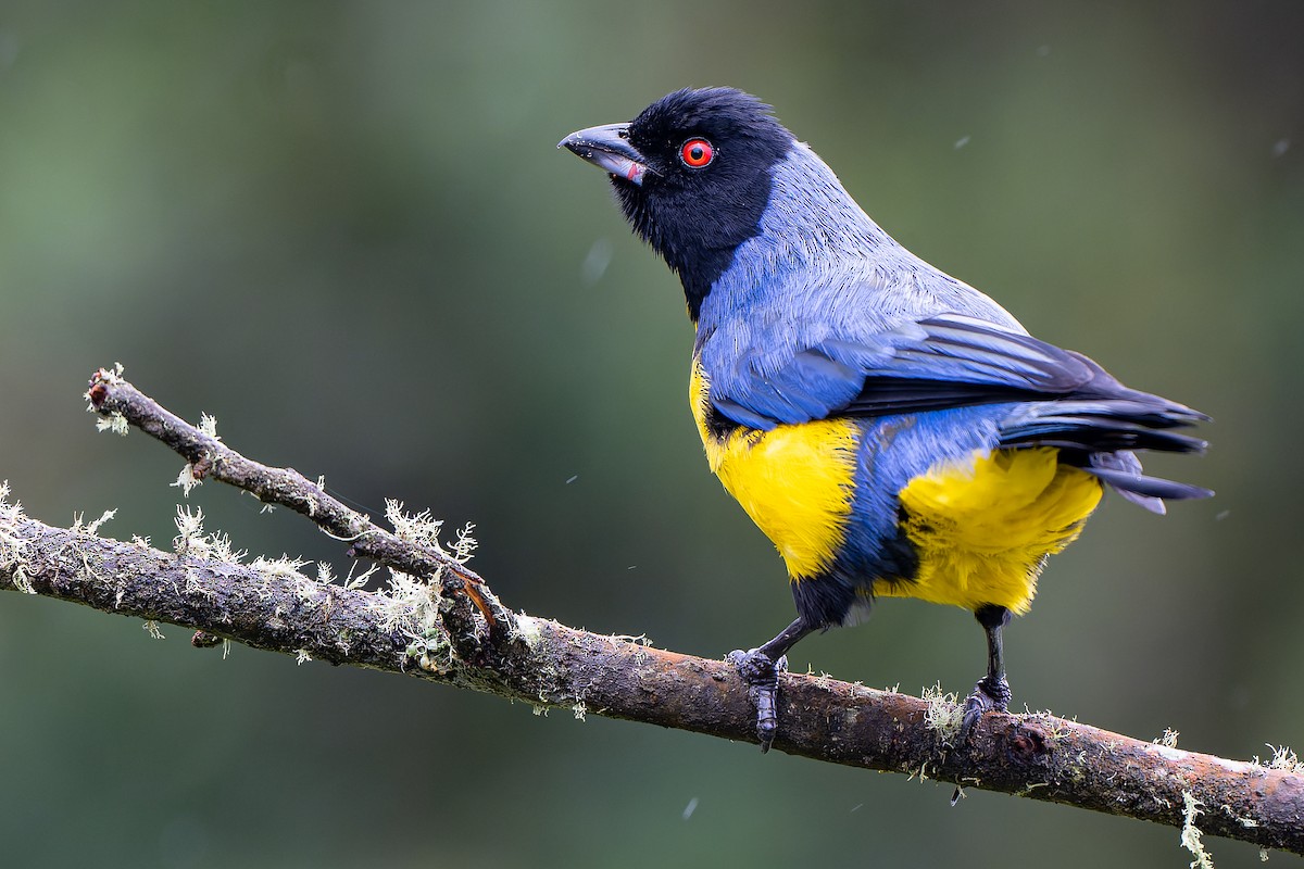 Hooded Mountain Tanager - ML465429931