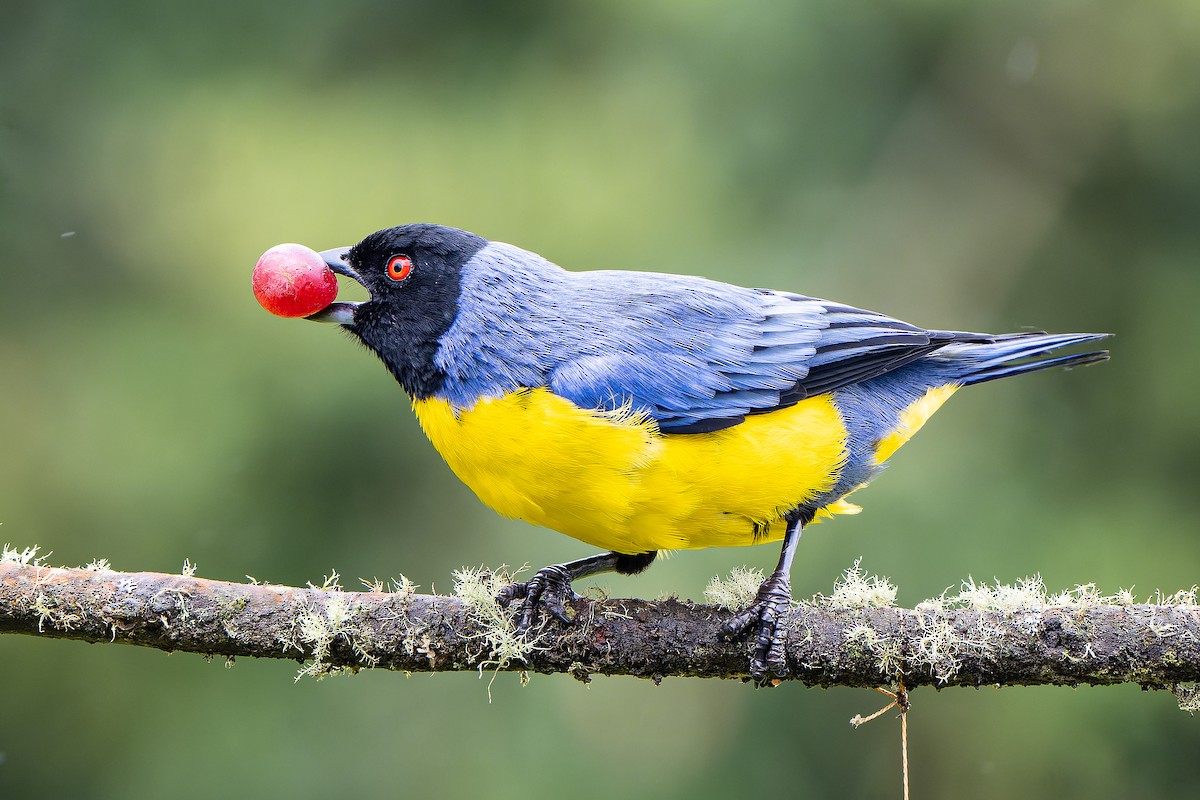 Hooded Mountain Tanager - ML465429951
