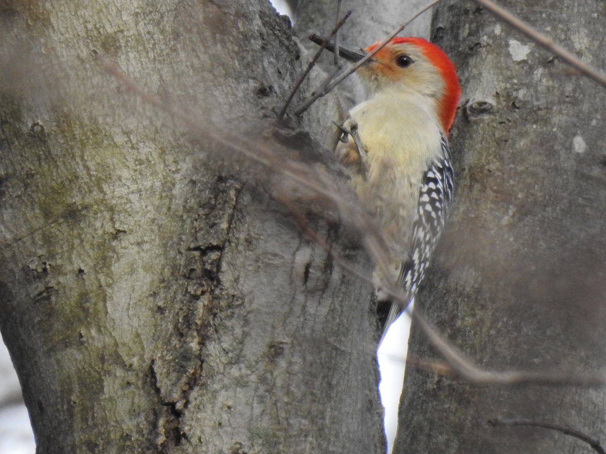 Red-bellied Woodpecker - Emphe Ghie