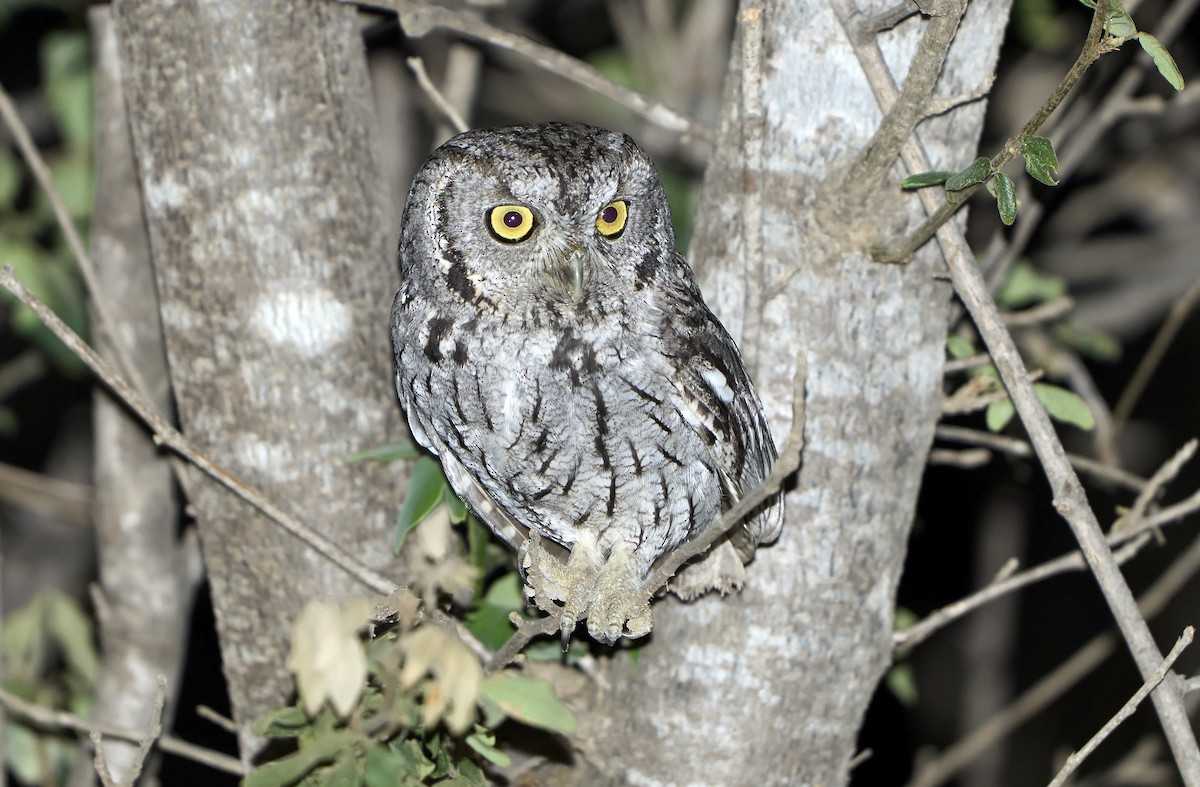 Western Screech-Owl - Daniel López-Velasco | Ornis Birding Expeditions