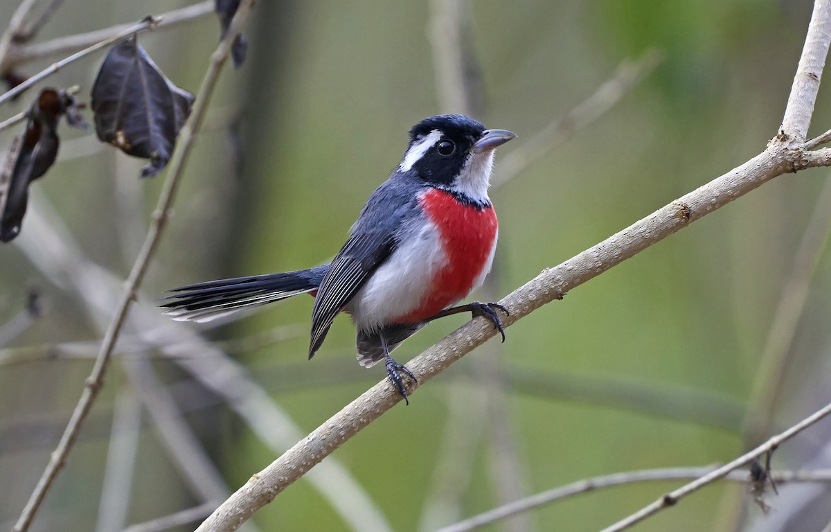 Red-breasted Chat - Daniel López-Velasco | Ornis Birding Expeditions