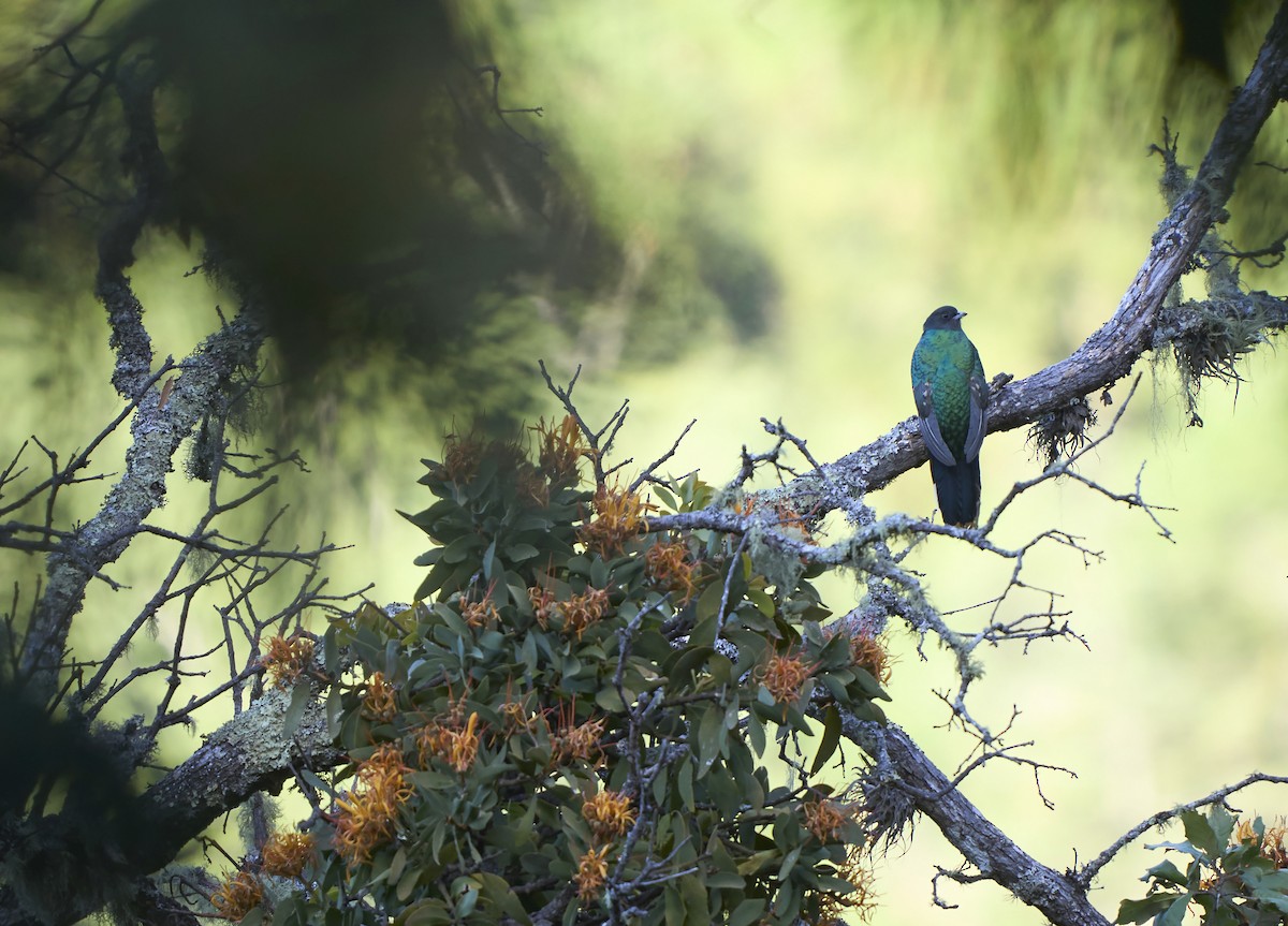 Eared Quetzal - Daniel López-Velasco | Ornis Birding Expeditions