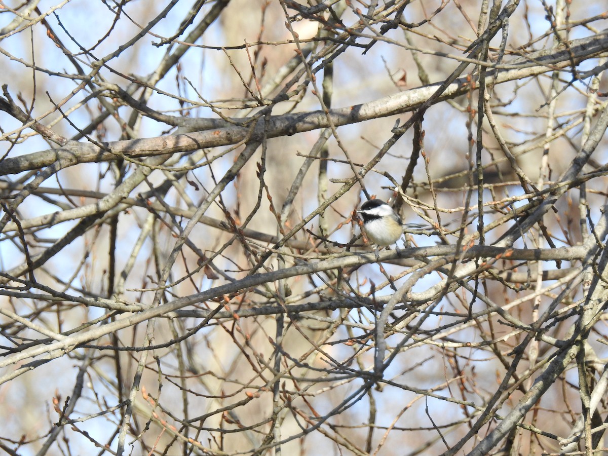 Black-capped Chickadee - Emphe Ghie