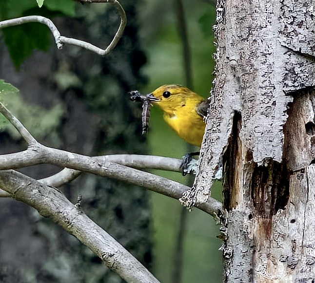 Prothonotary Warbler - ML465437881