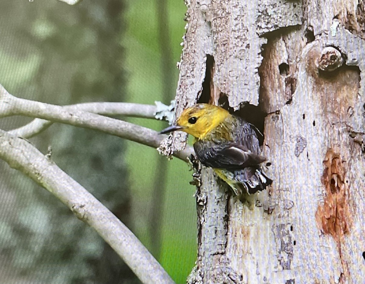 Prothonotary Warbler - ML465437891