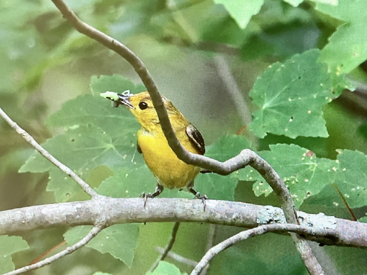 Prothonotary Warbler - ML465437911