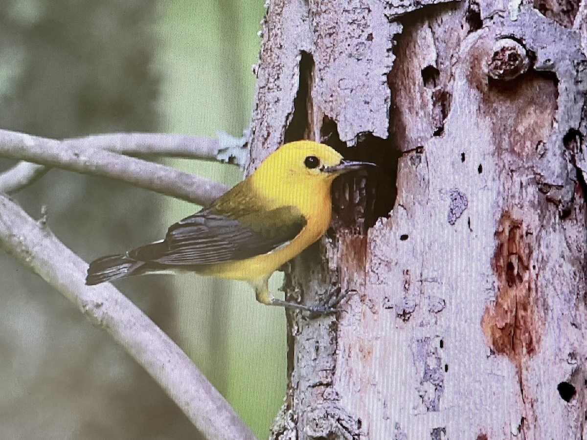 Prothonotary Warbler - ML465437931