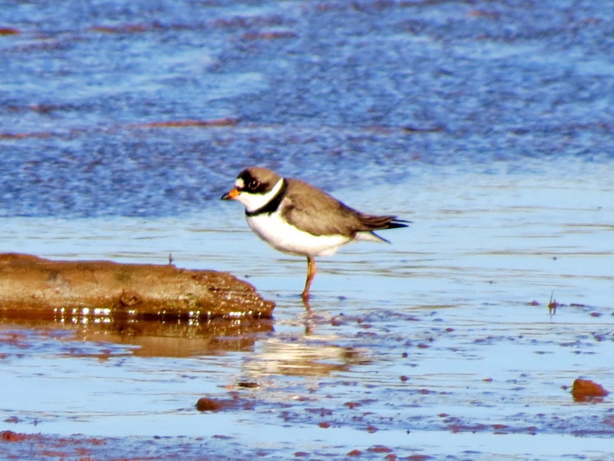 Semipalmated Plover - ML46544211