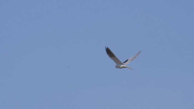 White-tailed Kite - ML465444781